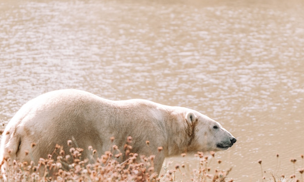 a polar bear walking in the water