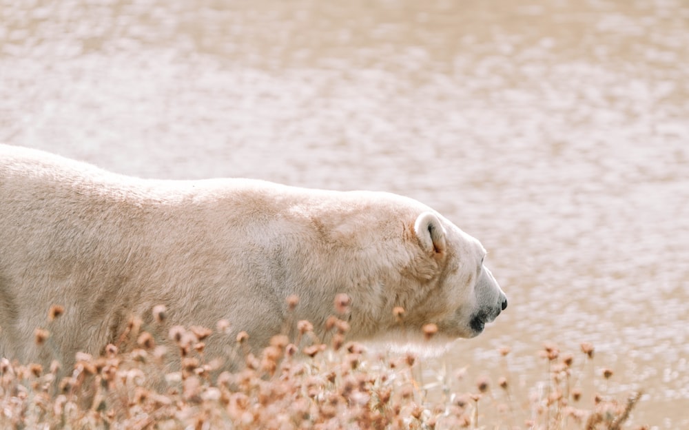 a polar bear lying on the ground