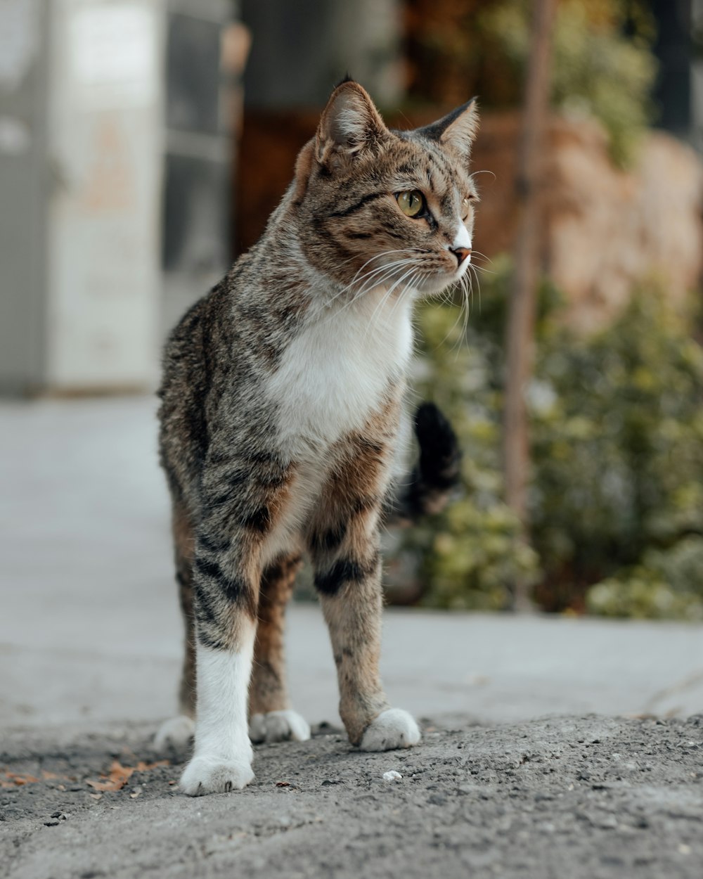 a cat standing outside