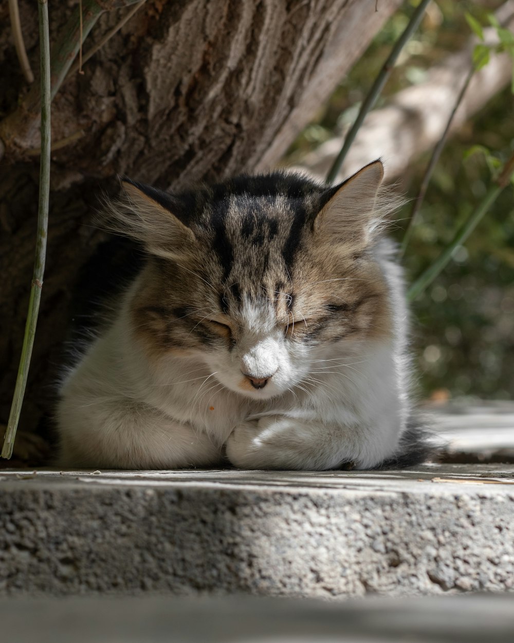 a cat lying on a ledge