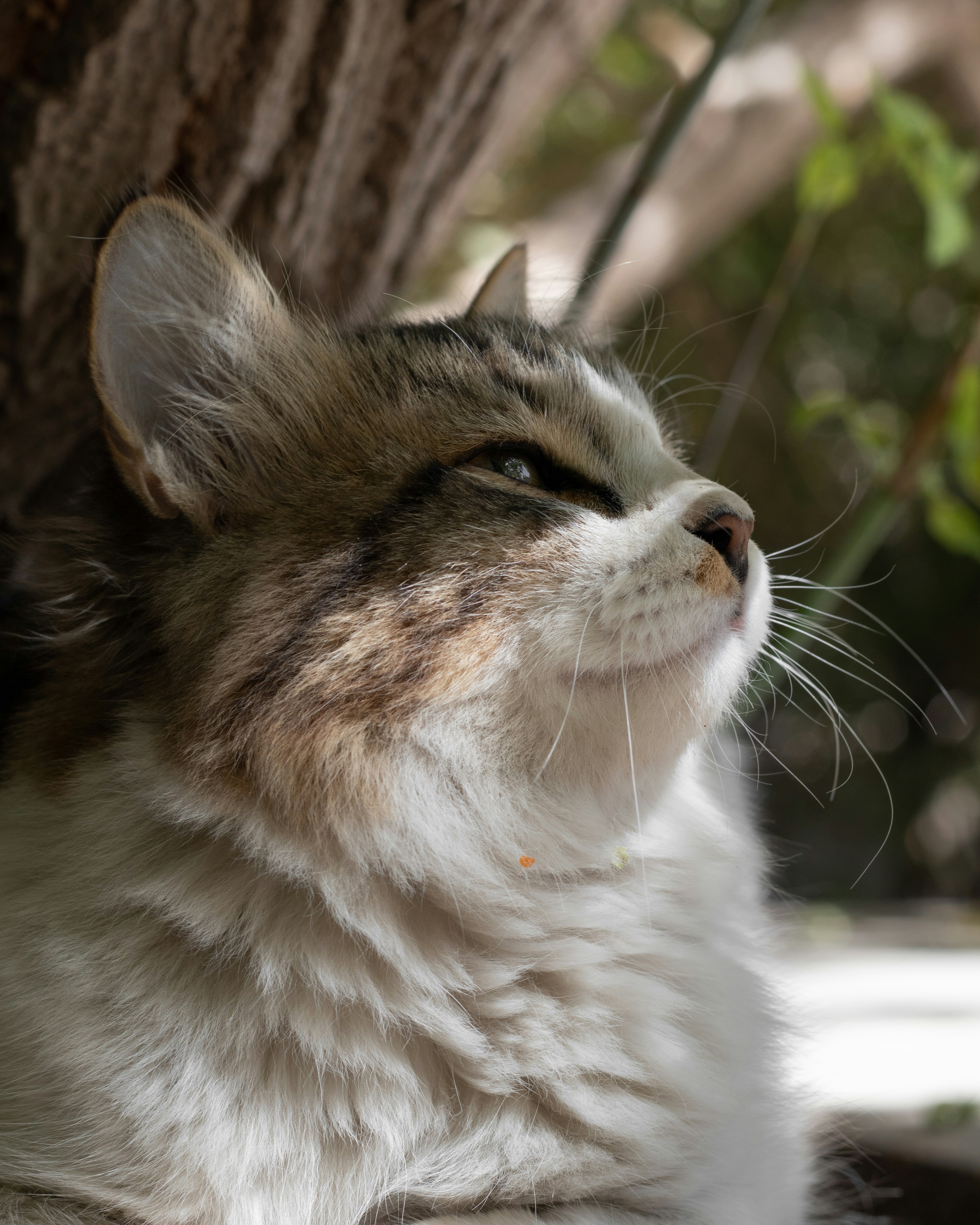 A cat looking up photo – Free Cat Image on Unsplash