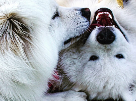 Two fluffy white dogs are playfully interacting. One dog appears to be nuzzling the other, while the second dog is lying on its back with its mouth open, showing its teeth. Their soft fur and close proximity convey a sense of affection and playfulness.