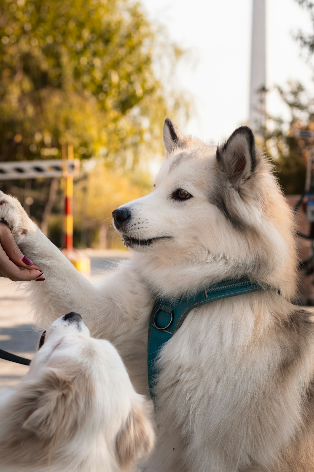 a person petting a dog