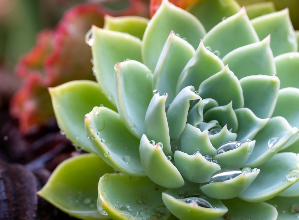 a close up of a plant