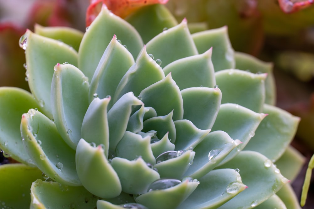 a close up of a plant