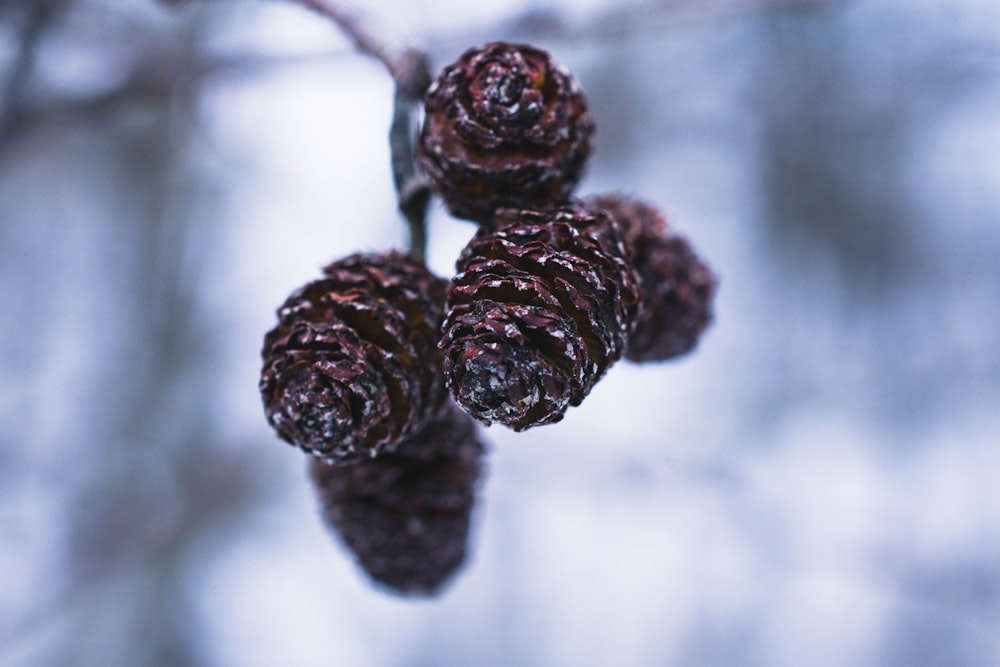 a close up of some berries