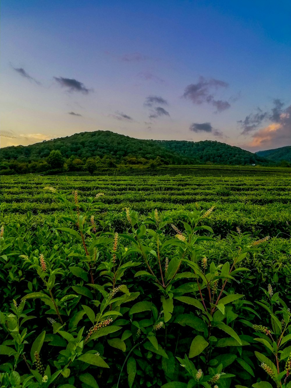 a field of green plants