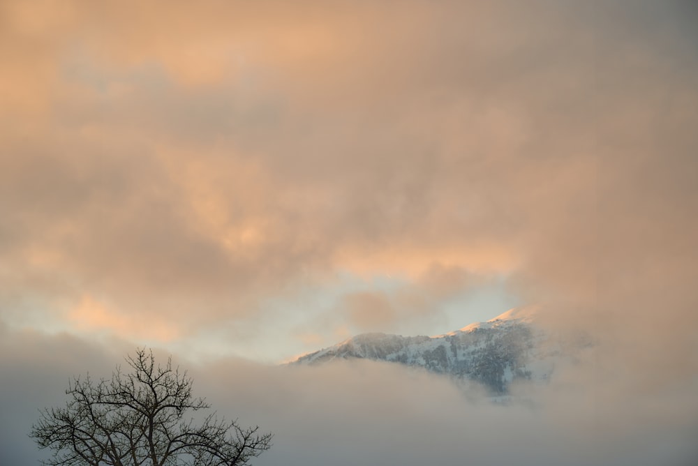 a tree in front of a mountain