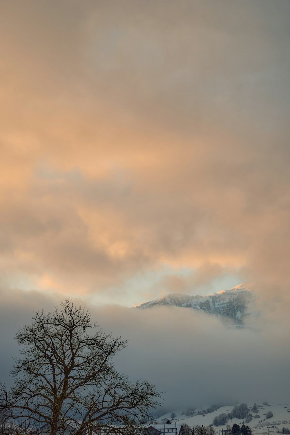 a tree and some snow