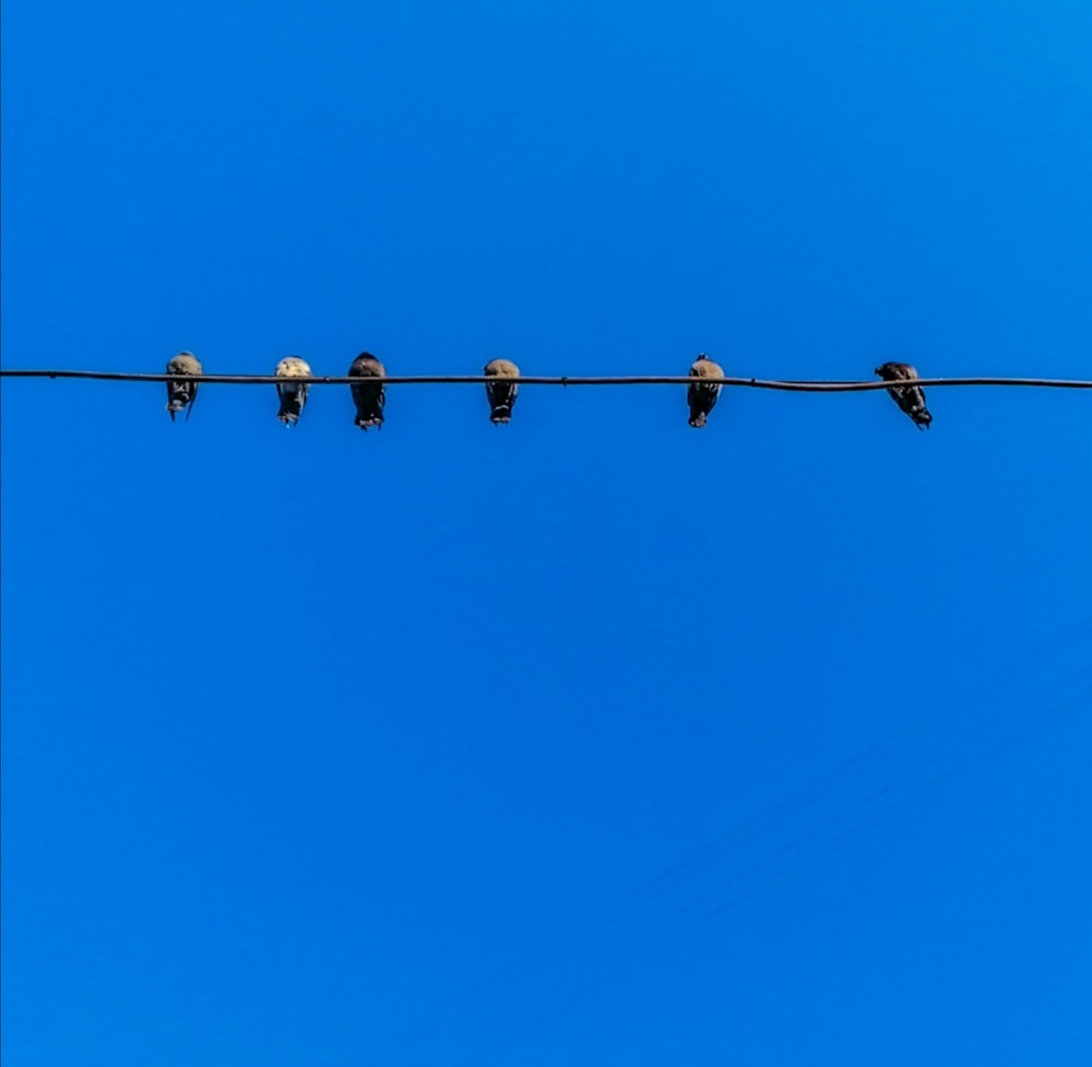 birds sitting on a wire