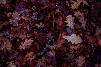 a pile of brown leaves