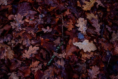 a pile of brown leaves