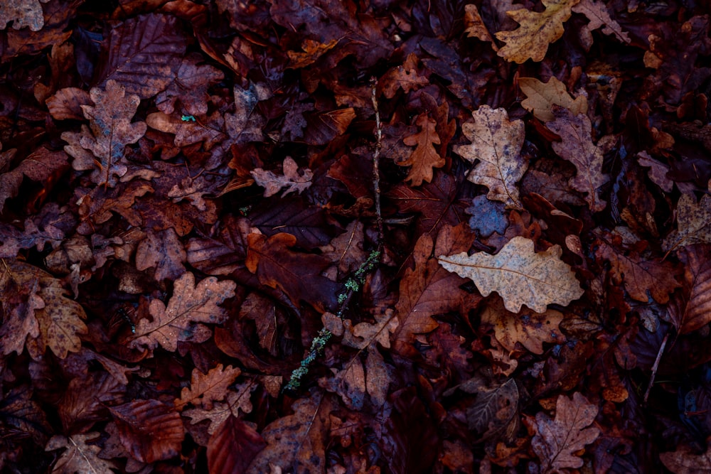 a pile of brown leaves