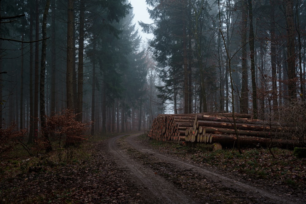 a dirt road in a forest