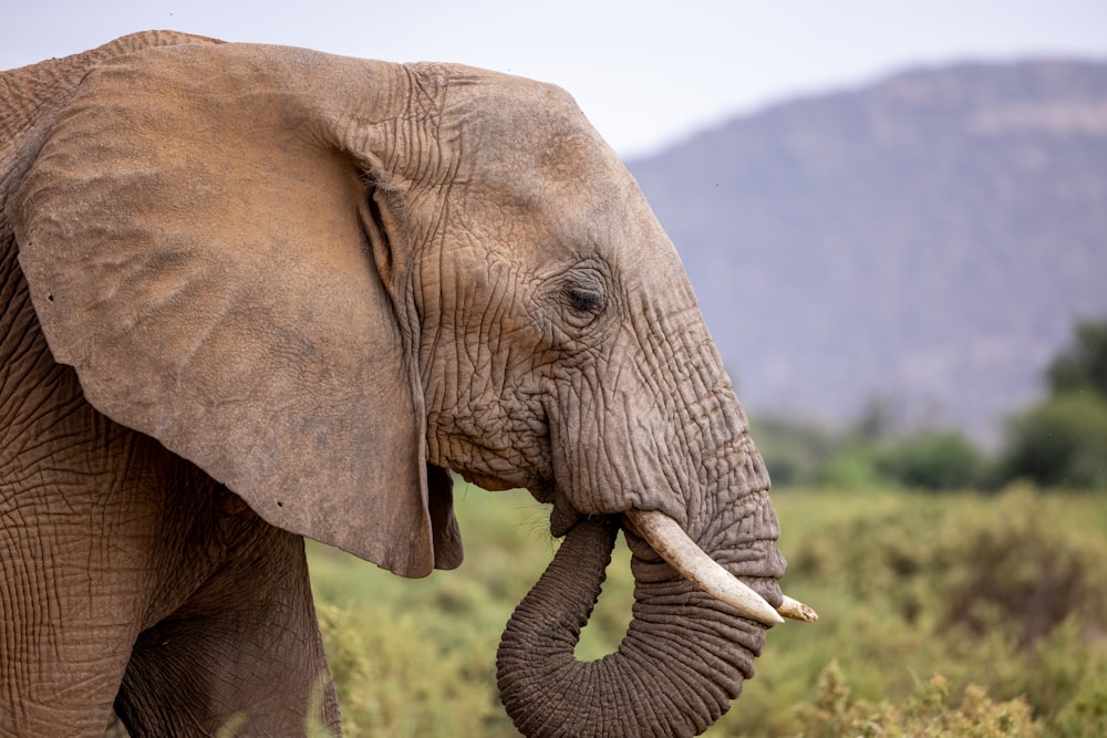 an elephant with tusks