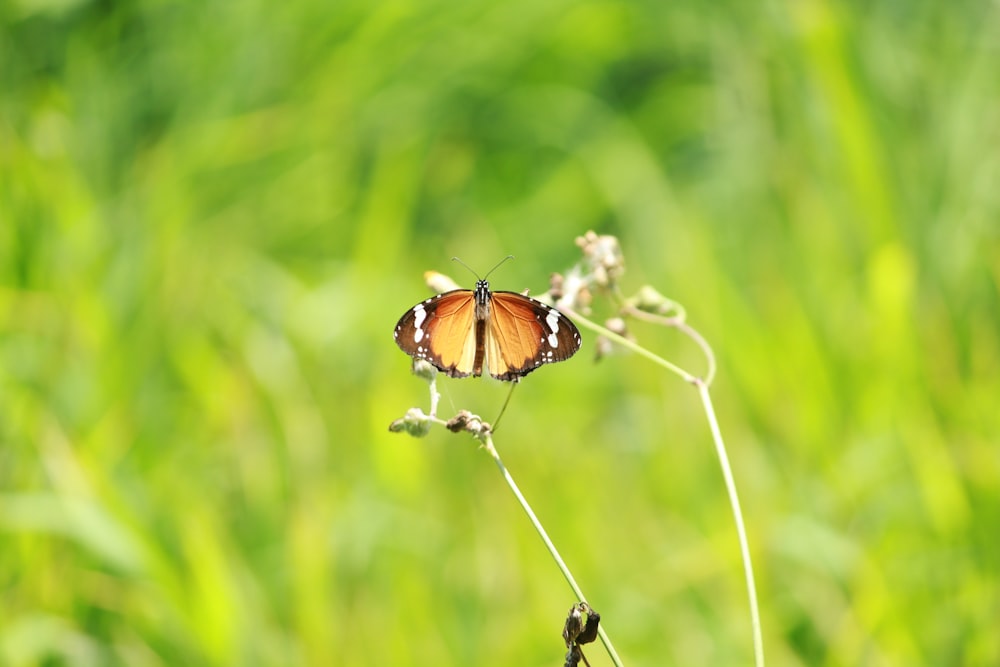 a butterfly on a flower