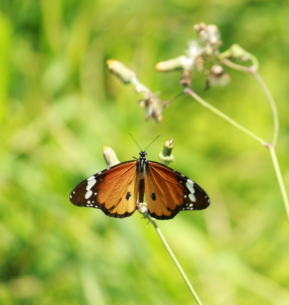 a butterfly on a flower