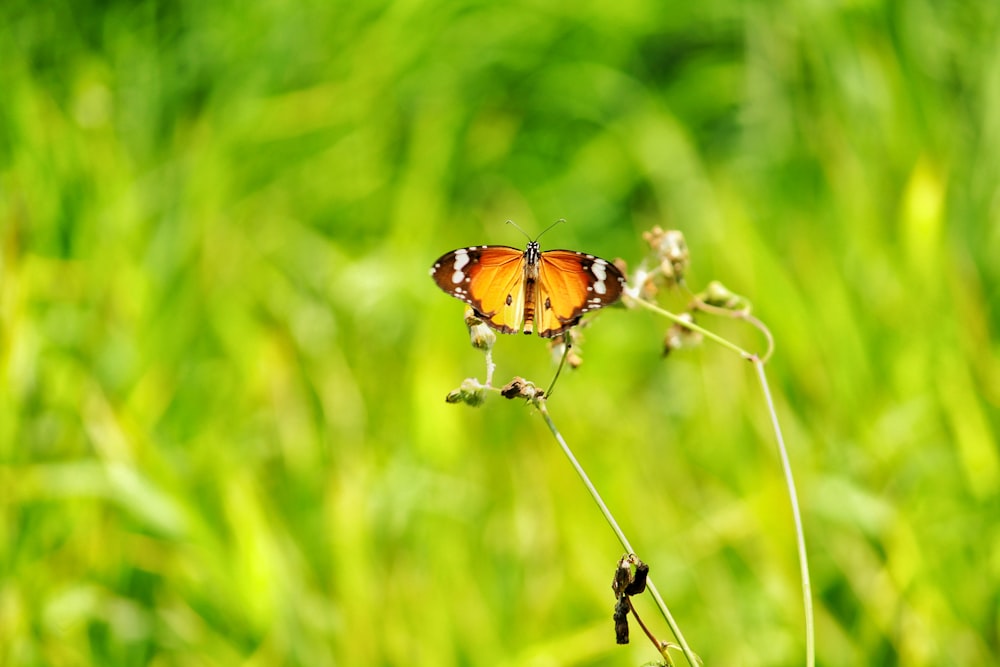 a butterfly on a flower