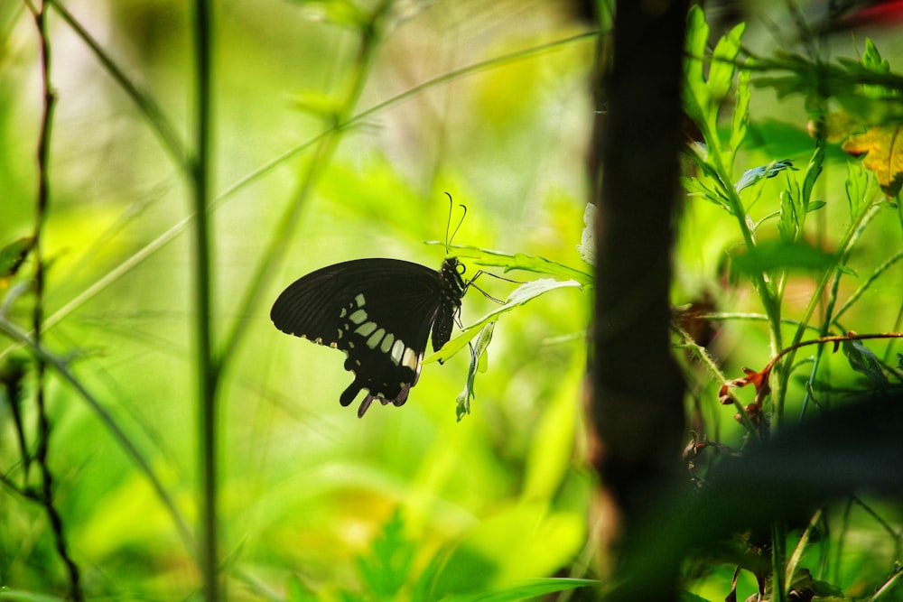 Ein Schmetterling auf einer Pflanze