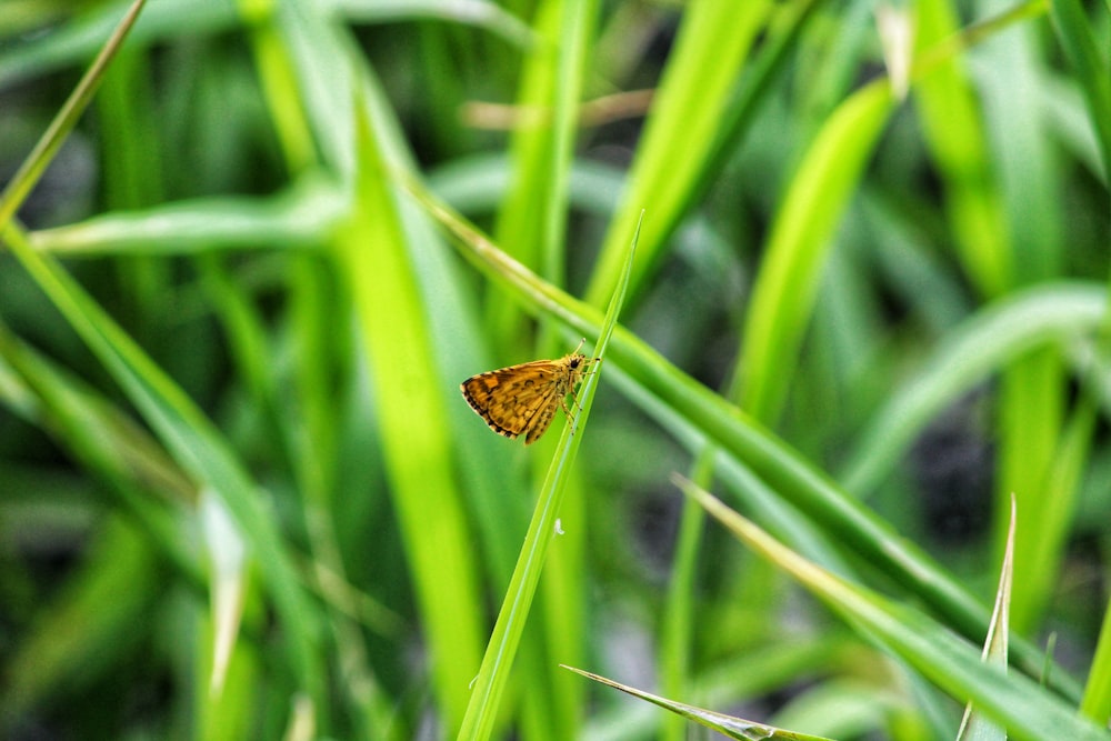 a butterfly on a leaf