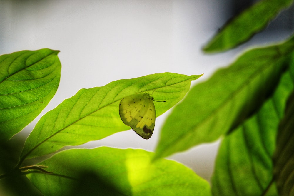 a caterpillar on a leaf