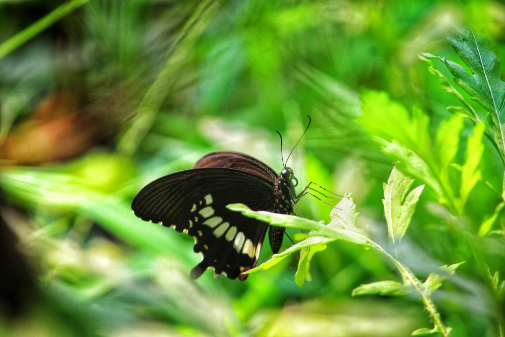 a butterfly on a leaf