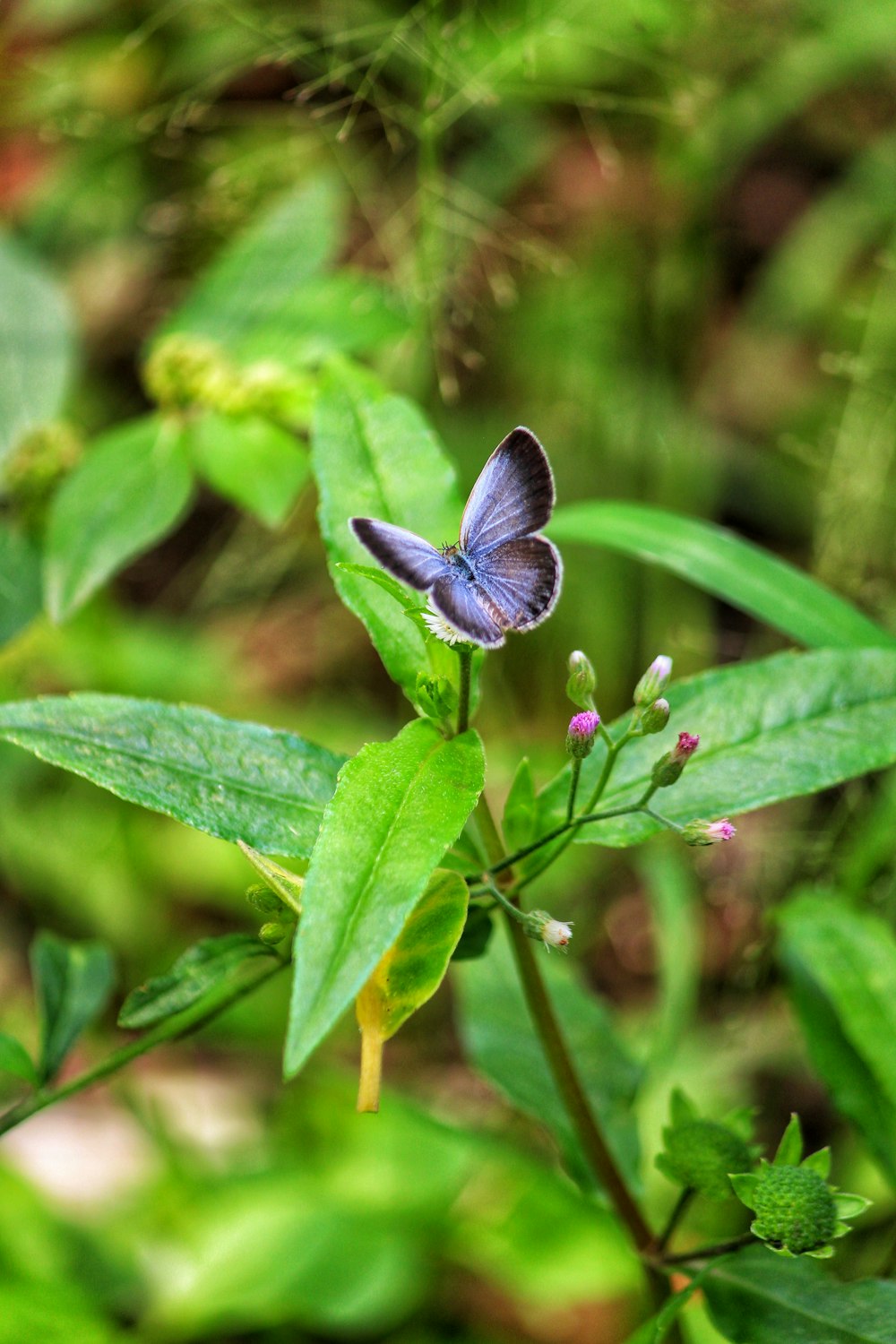 a butterfly on a leaf