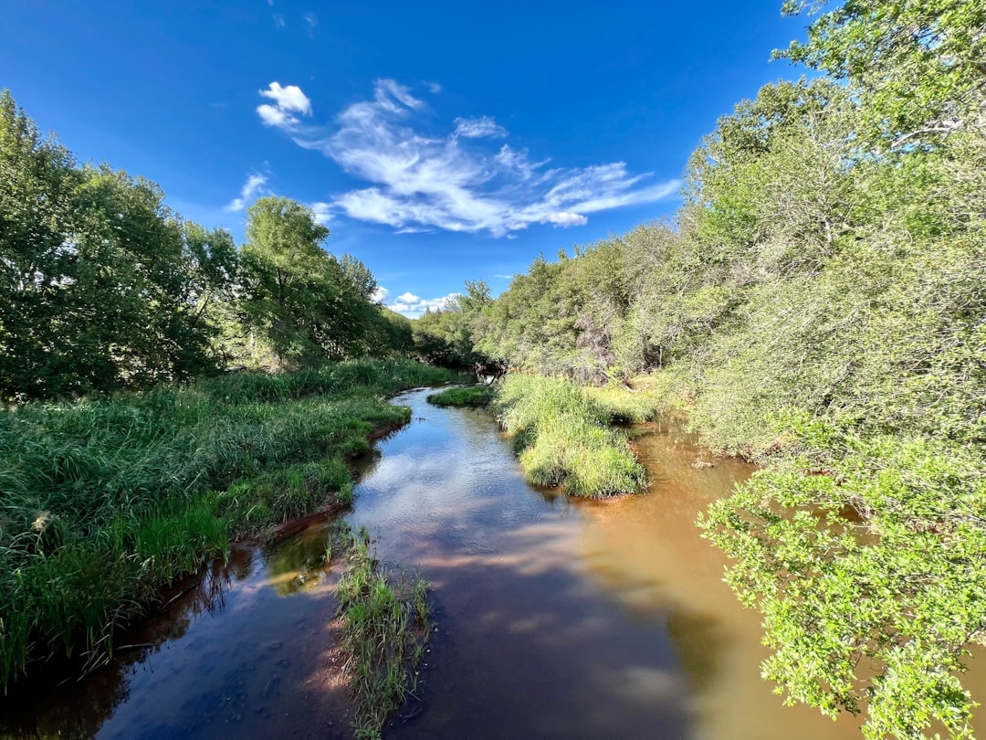 a river with trees on the side,