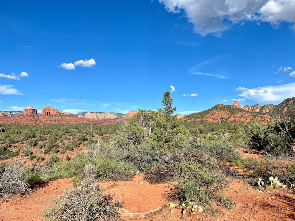 a desert landscape with trees and bushes