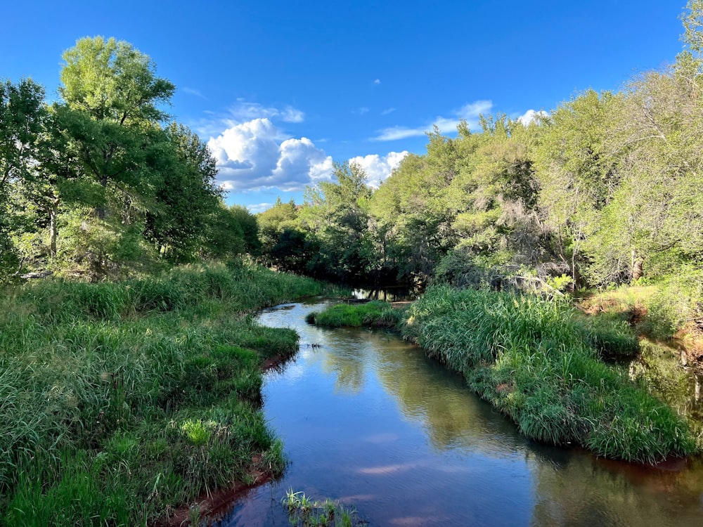 a river with trees and bushes around it