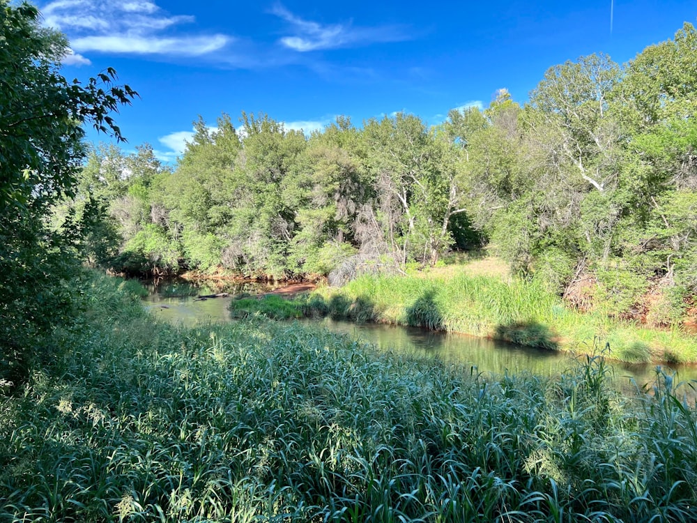 a river surrounded by trees