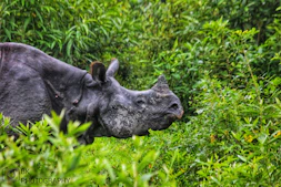 a rhino lying in the grass