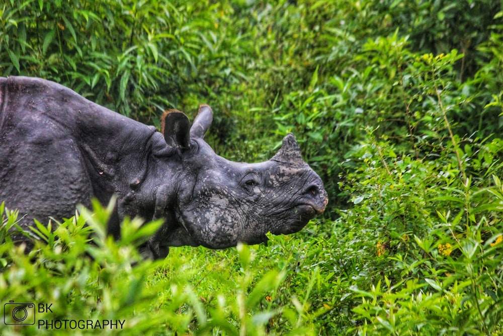 um rinoceronte deitado na grama