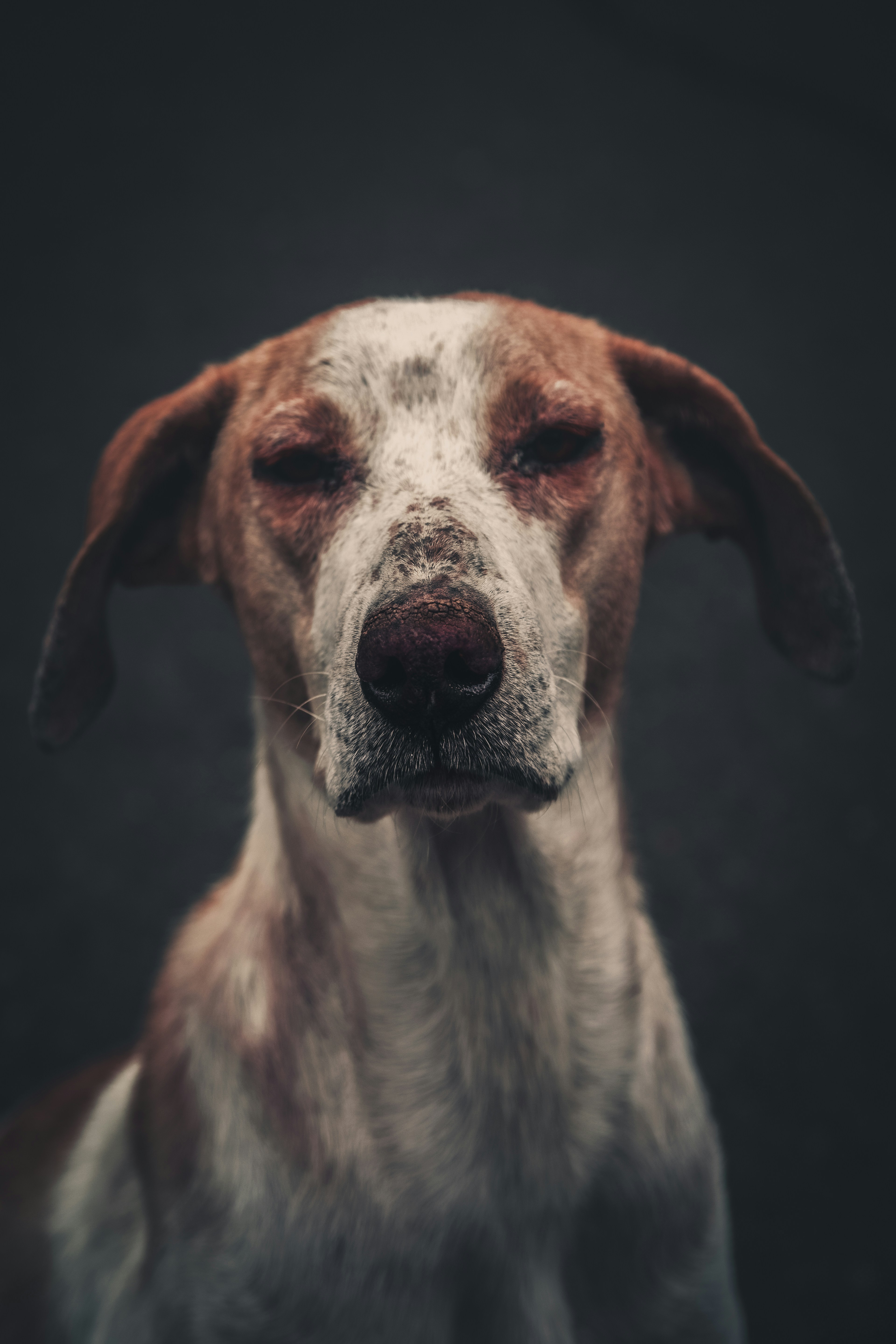 Calming Signals Every Dog Owner Should Know