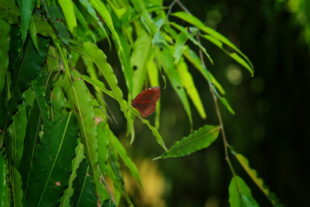 Ein Schmetterling auf einem Blatt