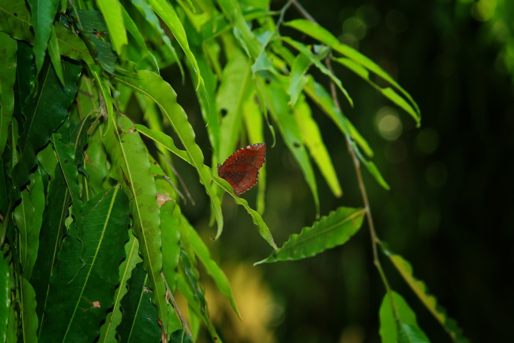 a butterfly on a leaf