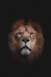 Close-up of a majestic lion's face with a subtle tattoo design overlay.