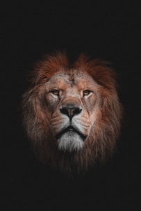 Close-up of a majestic lion's face with a subtle tattoo design overlay.