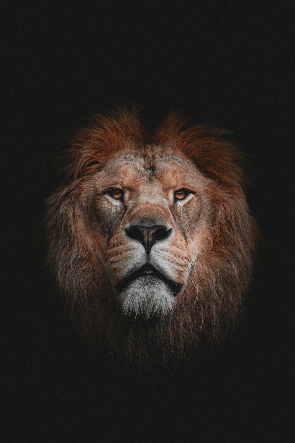 a lion with a black background