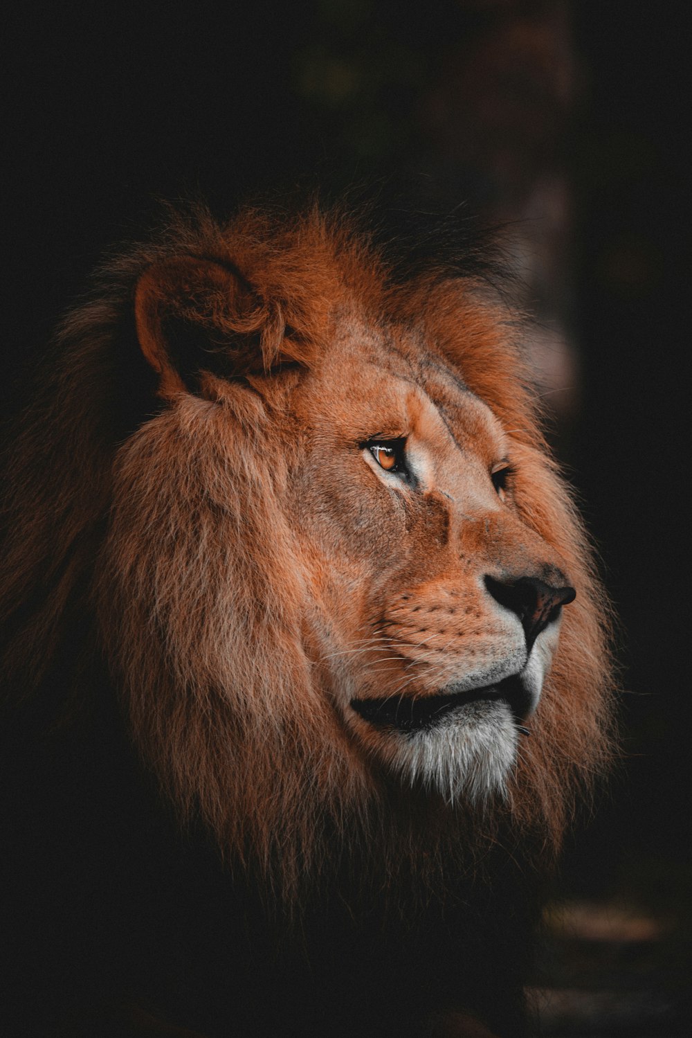 黒い背景のライオン