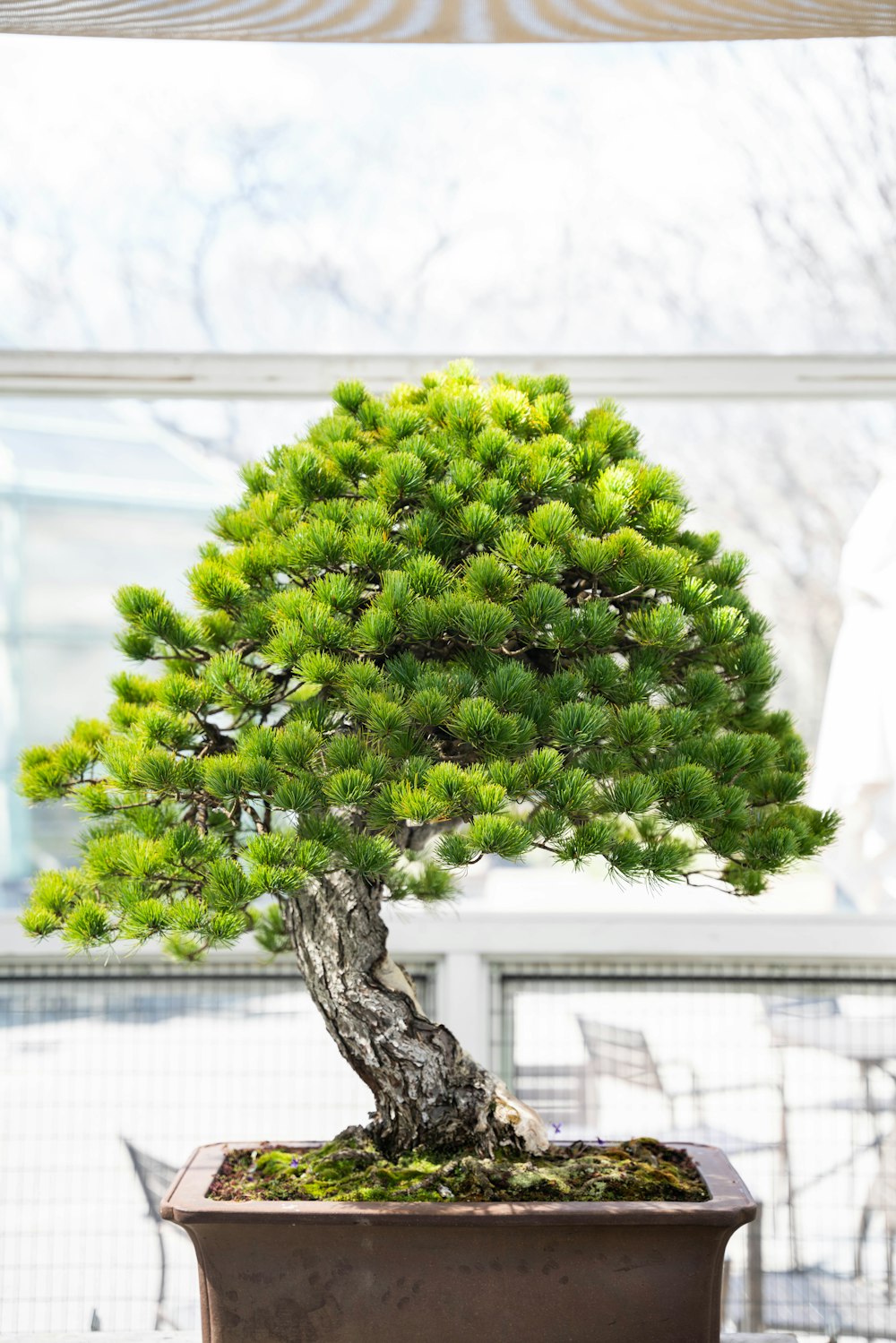 a tree in a pot