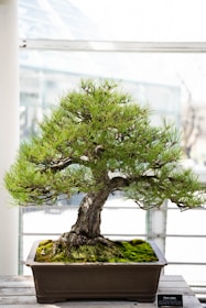 A well-maintained bonsai tree with a thick, textured trunk and dense, vibrant green foliage fills a shallow rectangular pot. Moss covers the surface of the soil, adding a rich, natural appearance. The background appears to be a bright, indoor space with large windows.