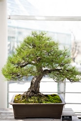 Creating Your Ultimate Bonsai Blog: Casa dos Bonsais