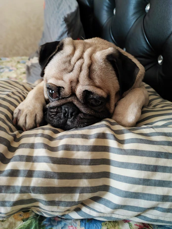 A pug napping peacefully on a soft pillow after a fun playtime.