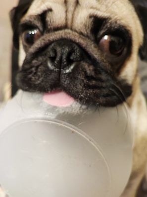 A happy pug proudly holding a peanut butter-flavored chew in its mouth.