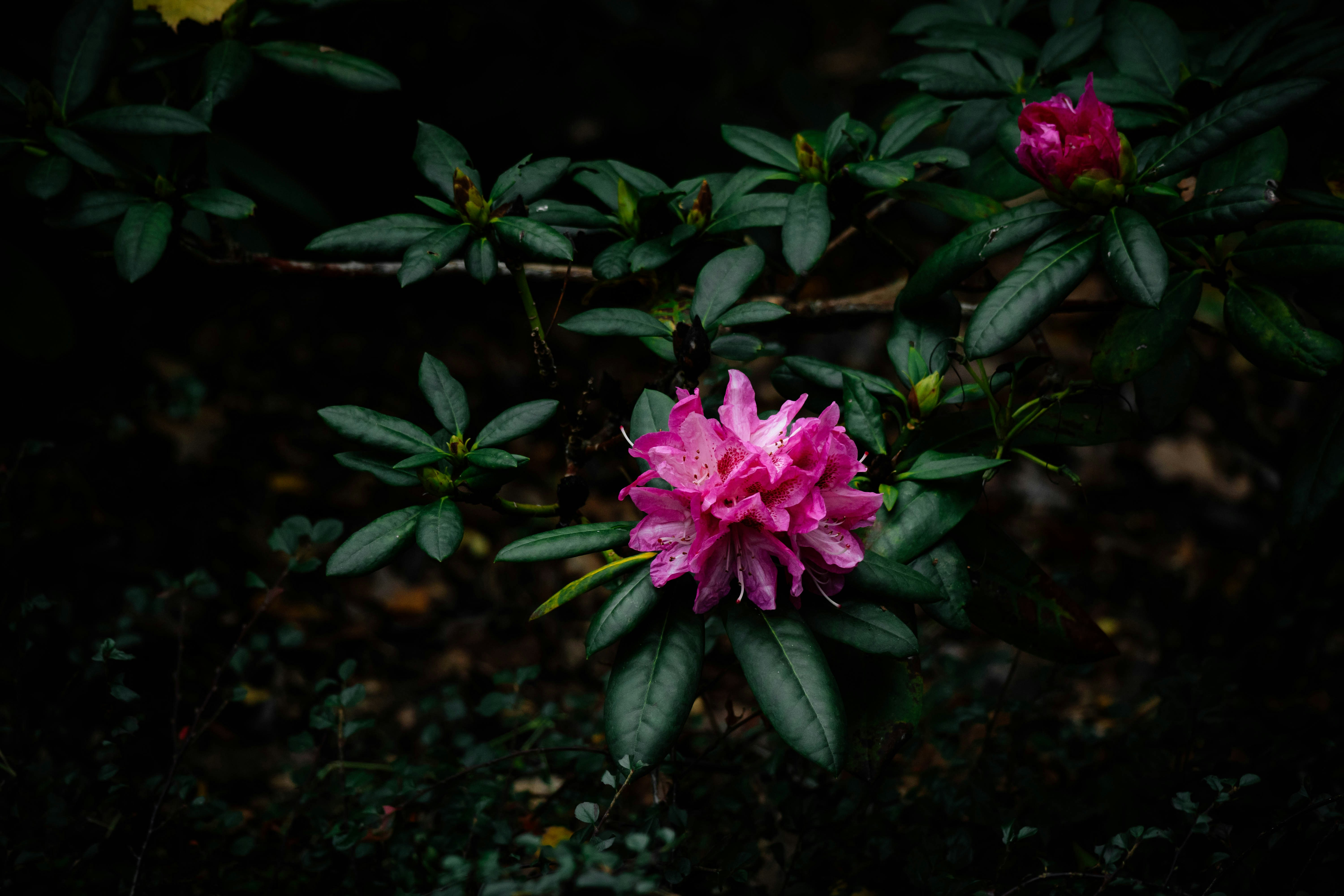 Afbeelding van Eindhoven