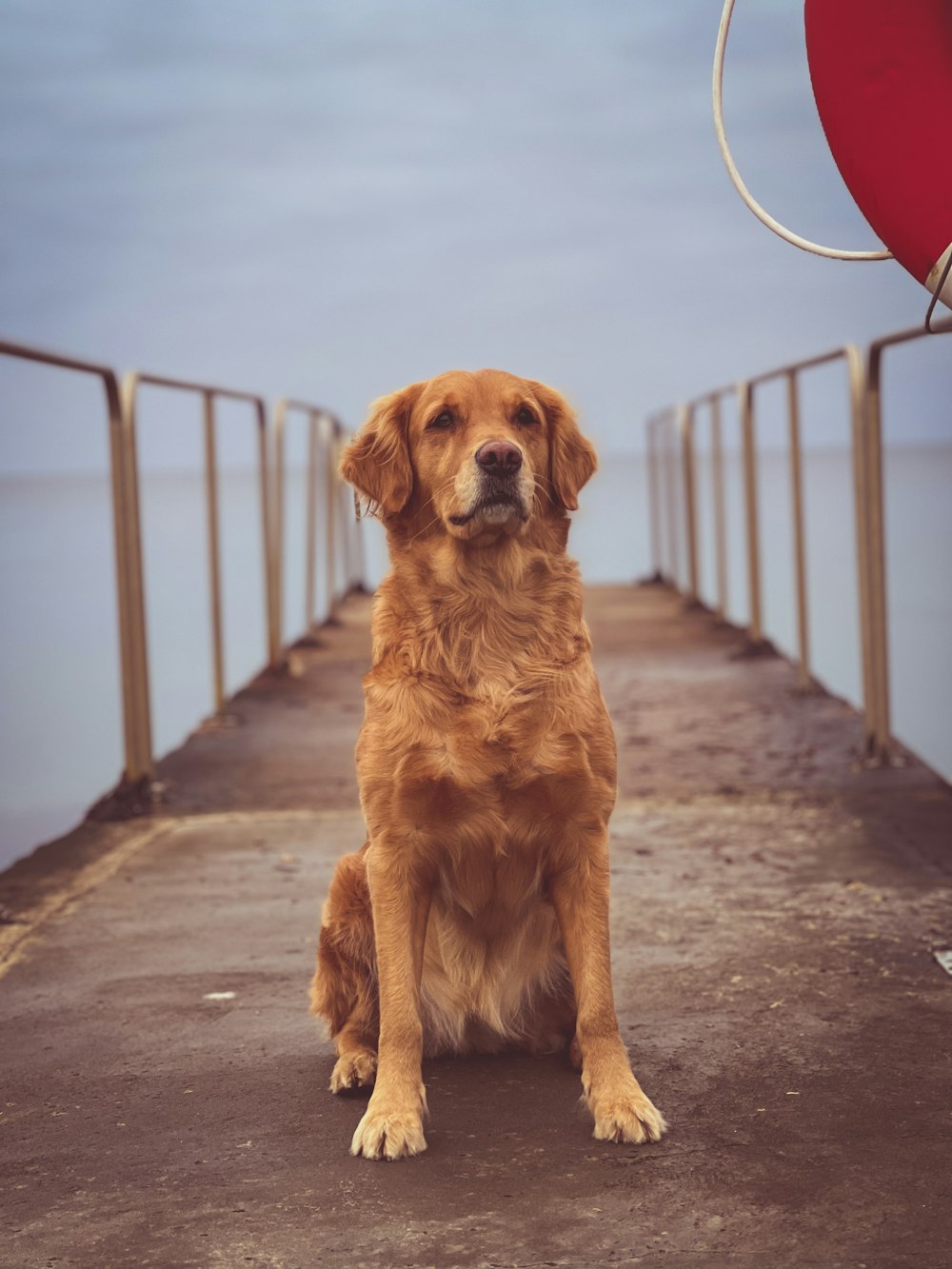 a dog sitting on a dock