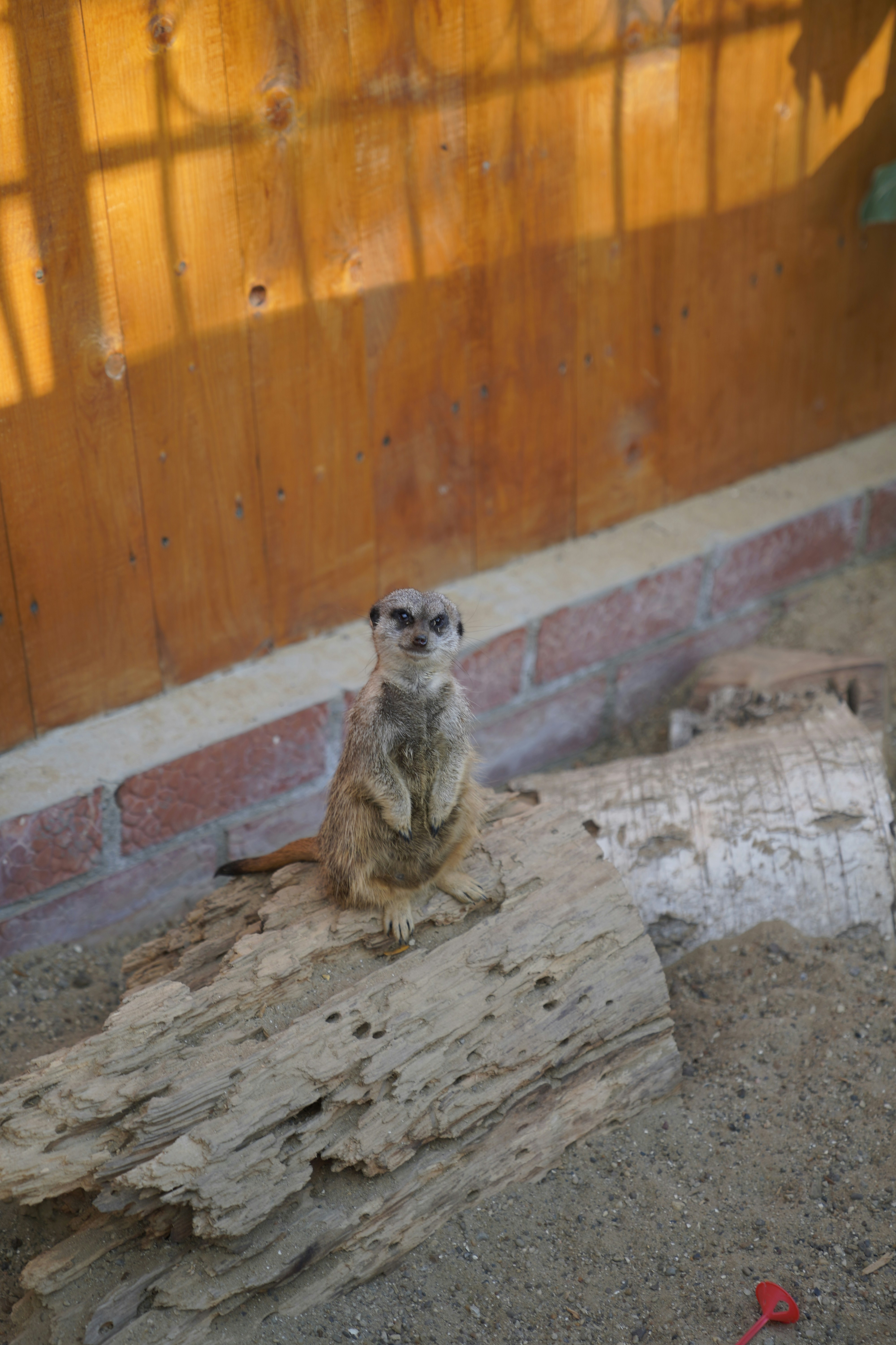 a small animal sitting on a rock