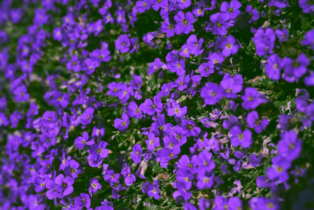 a group of purple flowers