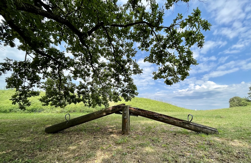 Un albero in un campo